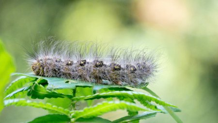 Close-up hairy caterpillars walk on leaves with a natural background