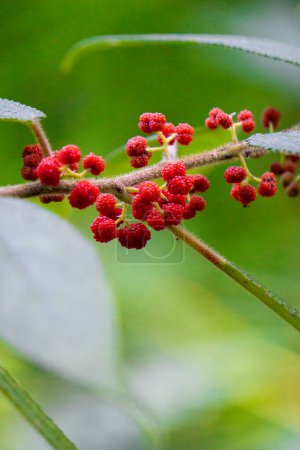 Debregeasia longifolia (Rhea sauvage orange, Haikaeng Thing, Totongoan). Nous pouvons l'utiliser comme plante de survie, à savoir pour survivre en cas de pénurie alimentaire..
