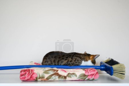 Photo for A cat lying on a broomstick, laziness, doesnt want to clean up, lazy monday - Royalty Free Image
