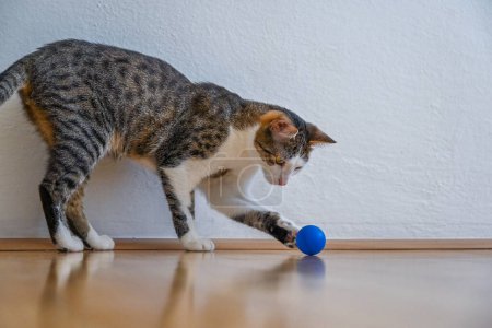 Foto de Gato peludo doméstico juguetón que se involucra con una bola de juguete: Diversión y juegos felinos - Imagen libre de derechos