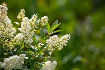 Wilder Liguster - Ligustrum vulgare - schöne Pflanze in voller Blüte