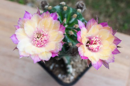 Téléchargez les photos : Lobivia, un cactus qui a deux fleurs colorées sur la même fleur - en image libre de droit