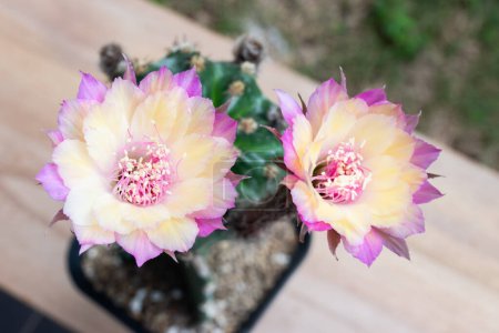 Téléchargez les photos : Lobivia, un cactus qui a deux fleurs colorées sur la même fleur - en image libre de droit