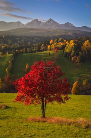 Photo for Beautiful autumn rural landscape. Lonely red tree on the hills in the Slovak Tatra Mountains. Photo taken in Osturna, Slovakia. - Royalty Free Image