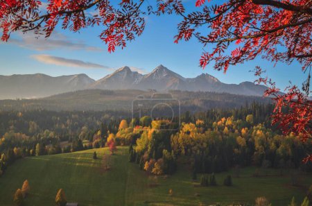 Photo for Beautiful autumn rural landscape. Red tree on the hills in the Slovak Tatra Mountains. Photo taken in Osturna, Slovakia. - Royalty Free Image
