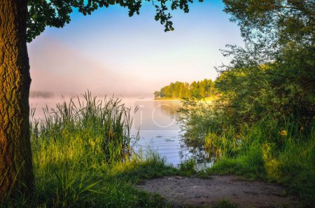 Photo for Beautiful summer morning on the lake. Green trees and grass by Paprocany lake in Tychy, Poland. - Royalty Free Image