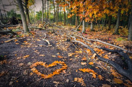 Téléchargez les photos : Paysage forestier d'automne. Le cœur de l'automne part sur un sentier forestier. - en image libre de droit