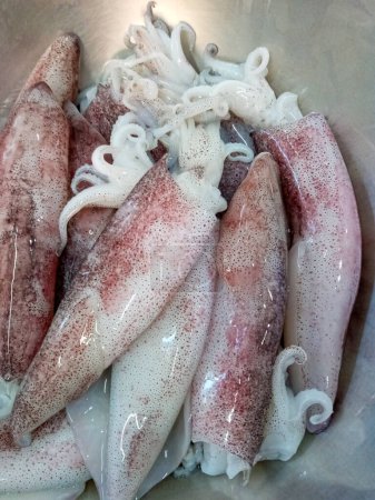 Téléchargez les photos : Fresh squid prepared for cooking - en image libre de droit