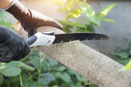 Téléchargez les photos : Utilisez la scie pour couper les arbres, jardiner et élaguer. - en image libre de droit