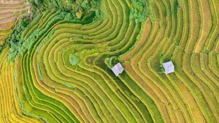 Reisfelder auf Terrassen von Mu Cang Chai, Yenbai, Vietnam. Reisfelder bereiten die Ernte im Nordwesten Vietnams vor.
