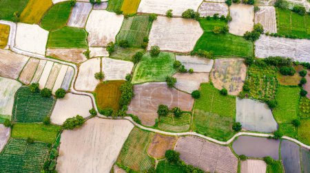 Foto de Los campos de arroz Ta Pa son hermosos por la mañana, intercalados con hermosos y pacíficos jaggery árboles en el delta fronterizo de Vietnam - Imagen libre de derechos