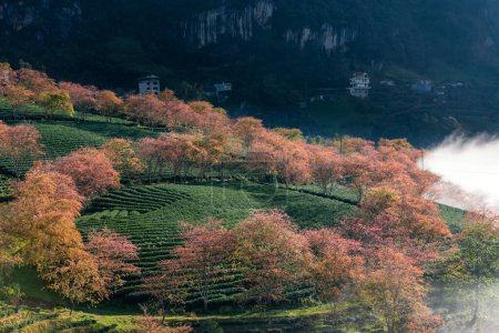 Photo for Cherry blossom and tea hill in Sapa, Vietnam. Sa Pa was a frontier township and capital of former Sa Pa District in Lao Cai Province in north-west Vietnam - Royalty Free Image