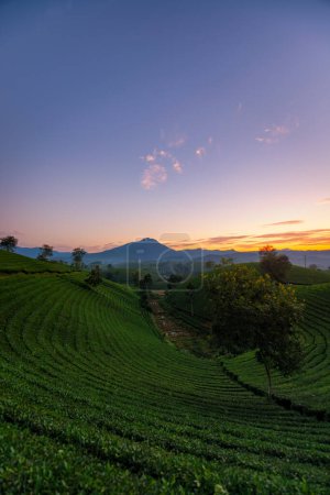 Téléchargez les photos : Lever de soleil sur la colline de thé Long Coc avec brume brumeuse, province de Phu Tho, Vietnam. - en image libre de droit