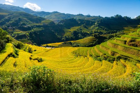 Rice fields on terraced of Mu Cang Chai, YenBai, Vietnam. Rice fields prepare the harvest at Northwest Vietnam.Vietnam landscapes.