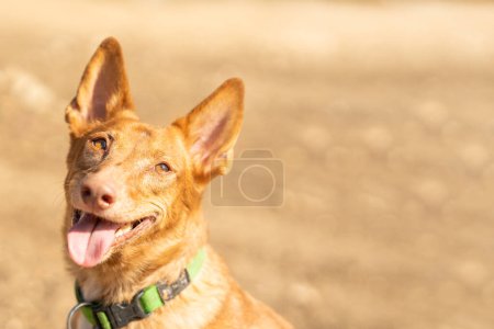 Portrait with copy space of a podengo dog with an expression of attention in a park
