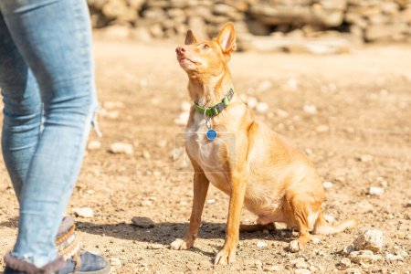 Ausgeschnittenes Foto eines Podengo-Hundes, der zu seiner unkenntlichen Besitzerin in einem sandigen Park aufschaut
