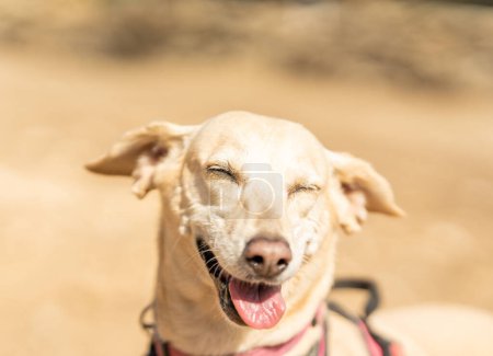Close up portrait of a Podengo and labrador mongrel dog laughing in a park
