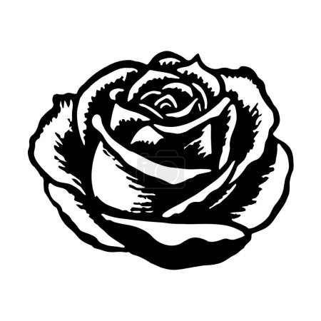 Illustration of rose in drawing stencil style. Vector.