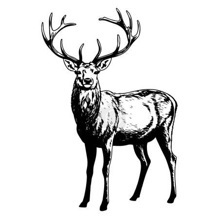 Illustration of wild deer in black and white style. Vector.