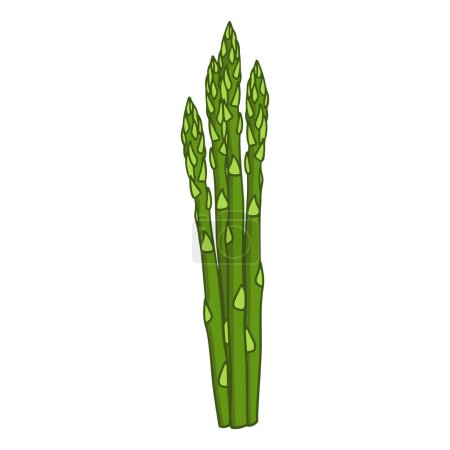 Illustration pour Illustration vectorielle d'un bouquet mûr d'asperges en style dessin animé. - image libre de droit