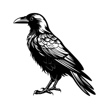 Black and white illustration of a raven. Vector.