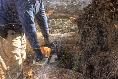 Foto de Un desastre ecológico es creado por un trabajador de servicios que usa motosierra para talar árboles destruyendo bosques. - Imagen libre de derechos