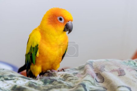 Foto de Beautiful colorful Sun Conure parrots Aratinga solstitialis looking - Imagen libre de derechos