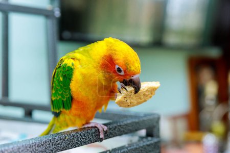Foto de Sun Conure parrot bird are eating cookies on house - Imagen libre de derechos