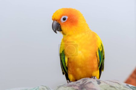 Foto de Sun Conure parrots aratinga solstitialis are beautiful colorful birds with strong sense of identity. - Imagen libre de derechos