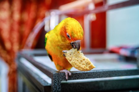 Foto de On your house there is Sun Conure parrot bird eating cookies - Imagen libre de derechos