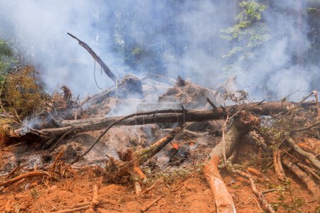 Téléchargez les photos : Sur le chantier une forêt déracinée brûlée pour la construction de nouvelles maisons - en image libre de droit