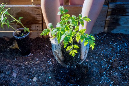 Téléchargez les photos : Jardinage paysan dans le jardin biologique jeunes plantes semis de tomate. - en image libre de droit