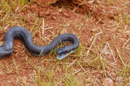 Serpiente negra de ratones orientales, nativa de Carolina del Sur, prosperó durante los meses de verano, haciendo del terreno su dominio.