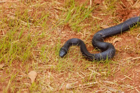 Black Pantherophis alleghaniensis slithered through South Carolina area, blending in with summer landscape.