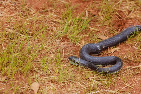 Eastern ratsnake, which was black in color, was seen outdoors in South Carolina region during summer season