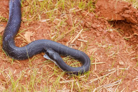 During summer in South Carolina area, one could often spot black eastern ratsnake slithering stealthily across ground.