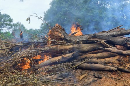 Téléchargez les photos : Arbres déracinés abattus brûlant la forêt avec pendant la préparation des terres construction de la maison - en image libre de droit