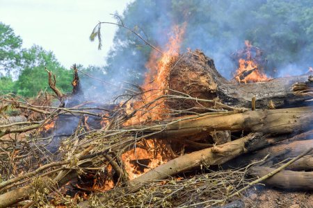 Téléchargez les photos : L'incendie d'arbres déracinés pendant la préparation de la maison de construction a entraîné la perte de forêts - en image libre de droit
