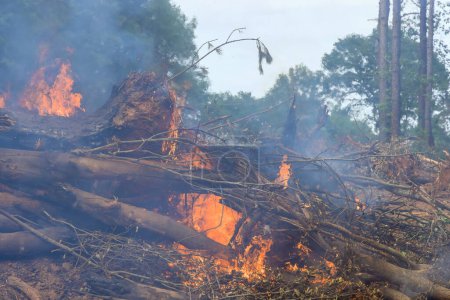 Téléchargez les photos : Pendant la préparation des terres pour la construction de la maison, des arbres déracinés ont été brûlés dans la forêt - en image libre de droit
