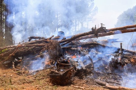 Téléchargez les photos : L'incendie a été causé par des arbres déracinés qui ont été brûlés pendant la préparation des terres pour la construction de la maison - en image libre de droit