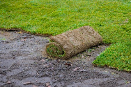 Photo for An individual unrolls rolls of turf natural grass on ground for landscaping purposes - Royalty Free Image