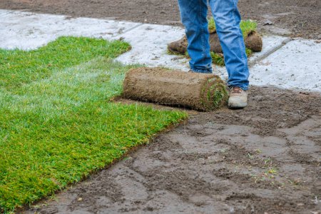 Turf is laid by man who unrolls it on ground for landscaping purposes