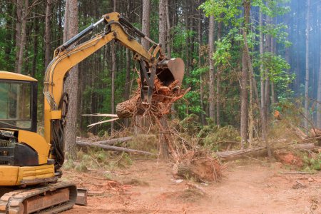 Photo for Excavators, tractors are uprooting trees to prepare land for construction of residential complex - Royalty Free Image