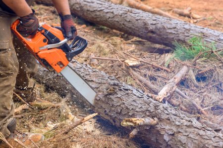 Photo for An experienced lumberjack uses chainsaw to cut down trees during an autumnal forest cleaning - Royalty Free Image