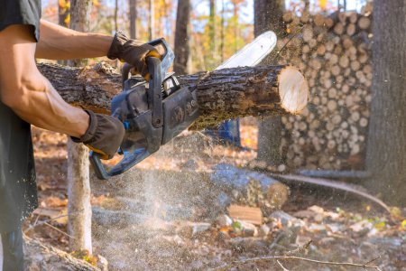 Téléchargez les photos : Le bûcheron utilise une tronçonneuse pour couper les arbres pendant le nettoyage d'automne dans la forêt - en image libre de droit