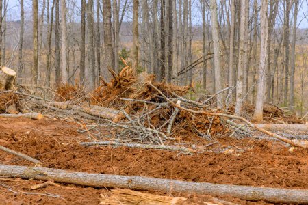 Téléchargez les photos : Les arbres nouvellement coupés sont empilés dans la forêt avant d'être envoyés à la scierie - en image libre de droit