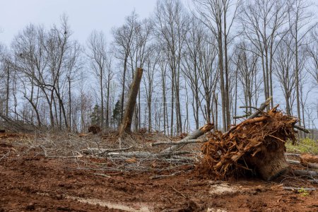 Los silvicultores apilan troncos de árboles que acaban de ser cortados antes de ser transportados al aserradero.