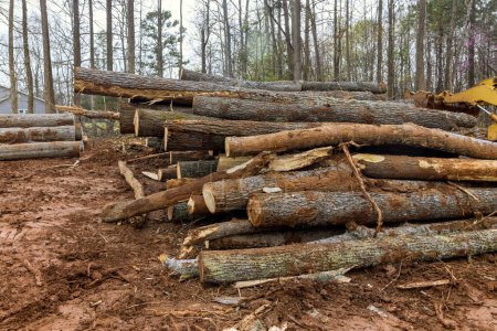 Téléchargez les photos : Les billes des arbres de la forêt nouvellement coupée sont empilées pour être envoyées à la scierie - en image libre de droit