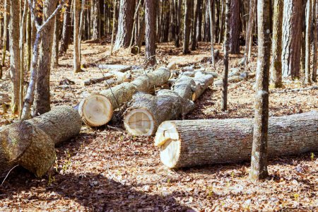 Téléchargez les photos : Les billes d'arbres sont empilées dans la forêt avant d'être envoyées à la scierie après avoir été coupées - en image libre de droit