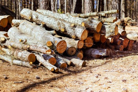 Los troncos cortados del bosque se apilan antes de ser enviados al aserradero